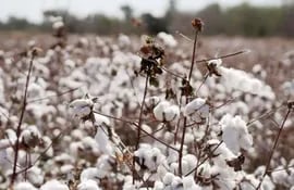 La plantación de algodón en el Chaco se convertirá en hilos.