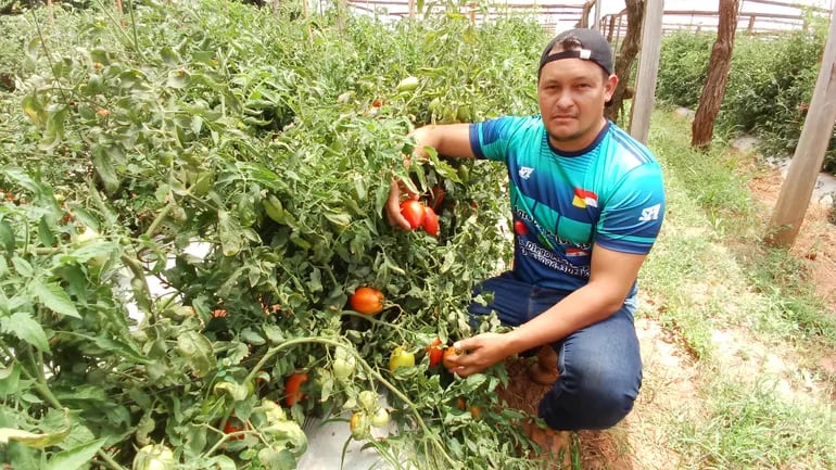 El productor, Diego Martínez, mostrando su producción de tomate en su finca.
