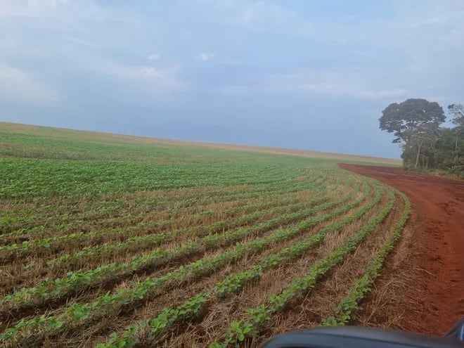 Una parcela de soja, tras las recientes lluvias, en el Este del país. Fotografía gentileza de la UGP.
