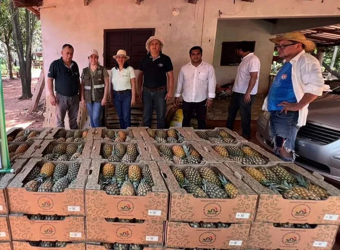 Técnicos del Senave y funcionarios de la Dirección de Extensión Agraria (DEAg) realizan visitas a las fincas de los productores de piña del distrito de Guayaybí.