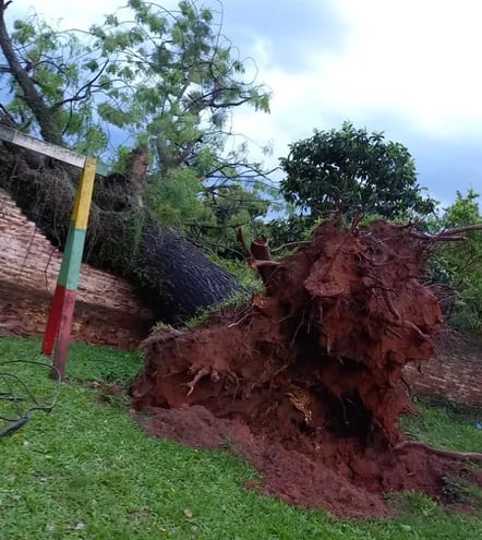 Los árboles fueron arrancados de raíz con el fuerte temporal de esta mañana en Santaní