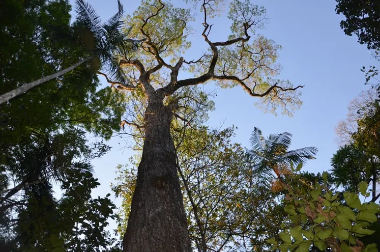 La poda de formación se realiza cada tres o cuatro años, dependiendo de la rapidez del crecimiento del árbol.