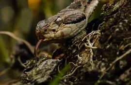   La jarara chica (Bothrops diporus) es una serpiente venenosa de la familia Viperidae.  