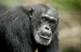 chimpance-60131000000-1058062.jpg
