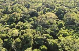 Imágenes captadas en bosques protegidos gracias a proyectos de créditos de carbono, encabezados por Guyra Paraguay.