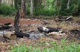 La reserva San Rafael es amenazada constantemente por tala indiscriminada y quema provocada