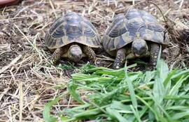 dos-tortugas-se-alimentan-con-hierbas-silvestres--175014000000-1722969.jpeg
