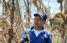 El pequeño productor, Trifón Ruiz Díaz, en su cultivo de maíz, que logró un rendimiento de 7 toneladas por hectárea.