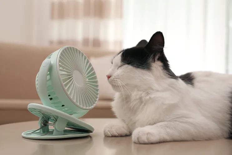 Los gatos también sufren intensamente el calor.