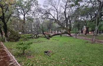 Caída de árbol en la plaza Mariscal Estigarribia de la ciudad de San Juan Bautista, Misiones, tras las fuertes ráfagas de vientos, registradas en la tarde de este miércoles