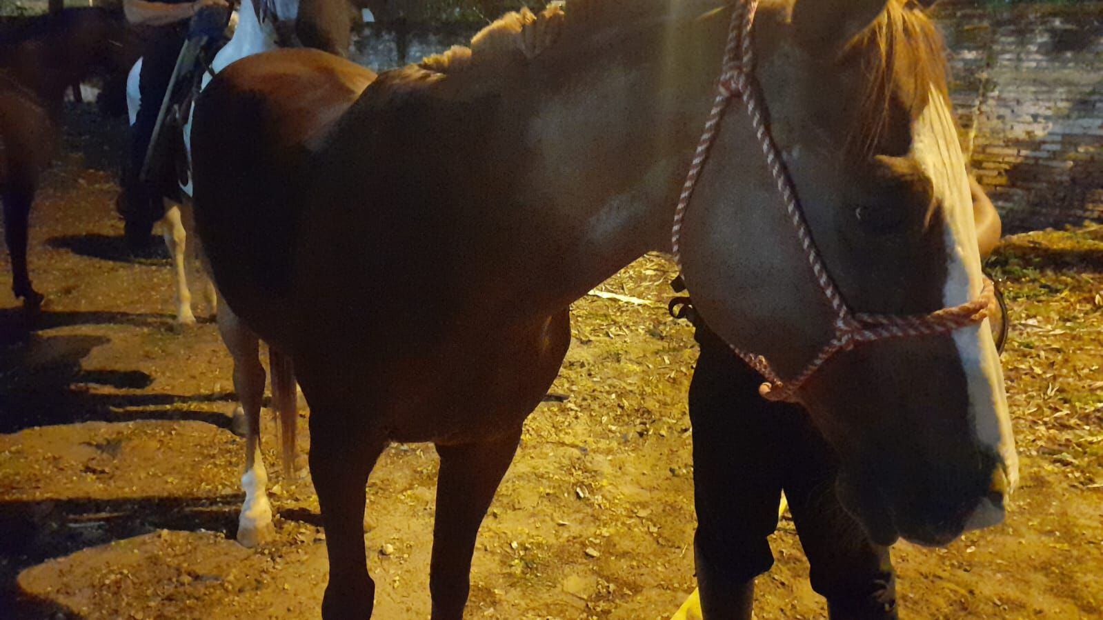 Pirisal, el caballo herido por barras durante enfrentamientos durante el partido entre Libertad y Cerro Porteño.