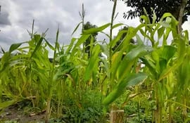 El informe del BCP señala que las condiciones climáticas adversas, como la sequía, afectaron el rendimiento de ciertos cultivos en el periodo reciente, por lo que el sector agrícola se revisó a la baja, explicado por un menor nivel de producción estimado para el maíz.