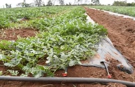 El uso de tecnología de riego, mulching y buena fertilización puede asegurar una buena producción de sandía.