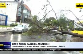 Otro árbol caído en Asunción