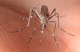 Una hembra adulta de un Aedes aegypti, el mosquito transmisor del dengue y la fiebre amarilla.