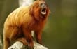 Un mono león dorado, también llamado tití leoncito. (Imagen de archivo EFE).