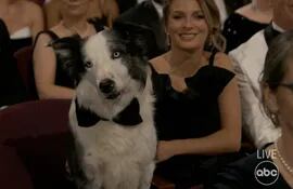 Messi, el perrito que interpreta a Snoop en "Anatomía de una Caída"
