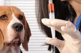 Para la preparación de los pacientes quirúrgicos sean perros o gatos son muy importantes varios factores, primero una exploración física seguida de análisis laboratoriales.
