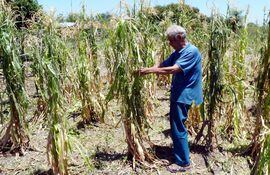 un-productor-de-maiz-ensena-los-danos-ocasionados-por-la-ola-de-calor-a-los-cultivos--205644000000-1149678.jpg
