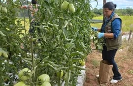 Una técnica del Senave inspecciona la sanidad de un cultivo de tomate, y extrae muestras, con énfasis a buscar presencia del virus rugoso del tomate.