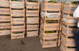 Parte de las 236 cajas de banana de contrabando encontradas en la cámara de maduración de Cepacoop, en la cercanía del Mercado de Abasto.