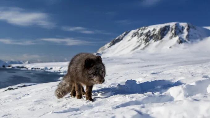 Un zorro ártico realizó una caminata récord de 3.500 km desde Noruega hasta Canadá.