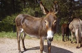 burro-53523000000-622709.jpg