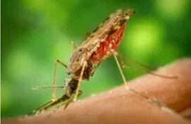 amopheles-malaria-mosquito-190200000000-1729582.jpeg