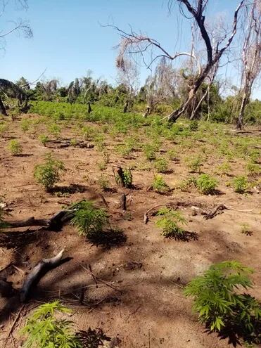 La plantación de marihuana encontrada en isla Pava en plena etapa de crecimiento.