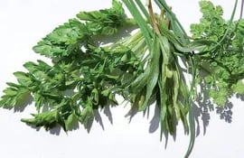 las-finas-hierbas-las-provenzales-y-el-bouquet-garni-o-ramillete-aromatico-suelen-confundir-hasta-a-los-cocineros-mas-experimentados-para-saber-qu-10525000000-1432895.jpg