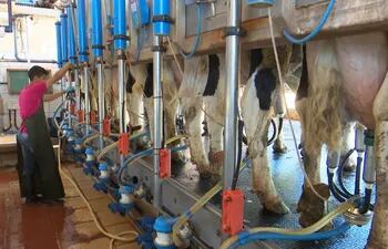 El uso de toros mejoradores para lograr vacas más productivas  y con resistencia a problemas  está favoreciendo a la lechería.