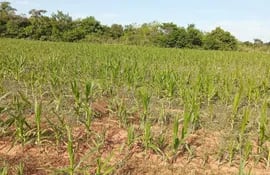 Esta parcela de maíz ubicada en el distrito de Choré quedó completamente arruinada por la sequía