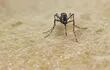 zika-chikunguna-dengue-mosquito-aedes-144631000000-1436904.JPG