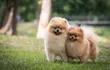 Dos perros de la raza Pomerania