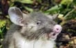 descubren-una-nueva-especie-de-mamifero-un-raton-musarana-82731000000-1384792.jpg