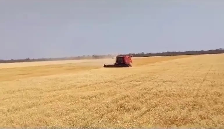 Cultivo de trigo, en el Alto Chaco, en Infante Rivarola.