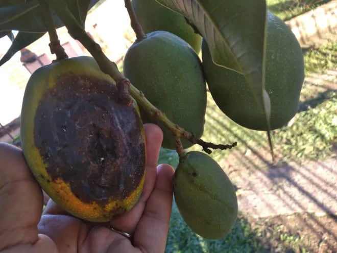 Un mango en mal estado. ¿Qué le está pasando a esta fruta típica del verano paraguayo?