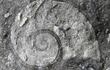 caracol-fosil-84619000000-543373.jpg