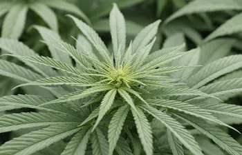 Vista de una planta de cannabis sativa en un vivero.
