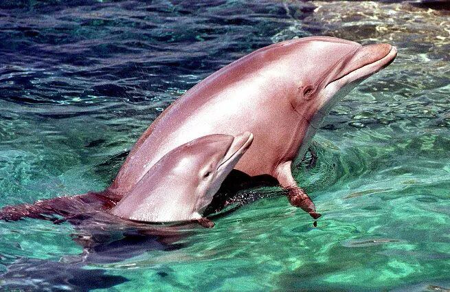 Dos bufeos o delfines de río de color rosado que se encontraban aislados en cuerpos de agua desconectados del río Grande, en la región boliviana de Santa Cruz, fueron rescatados por un grupo multidisciplinario de expertos.