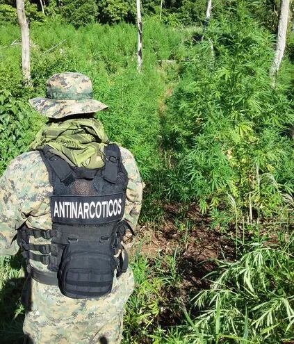 Agentes de Antinarcóticos destruyeron "marihuanal"