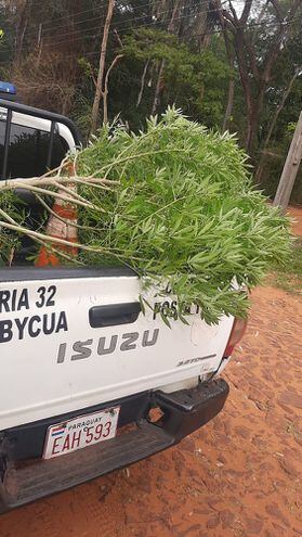 Hallan planta de marihuana en Capiatá