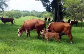 algunos-ejemplares-bovinos-de-paraguay-en-uno-de-los-campos-de-ecuador-foto-facilitada-por-ceferino-mendez--222903000000-1430953.jpg