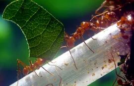 las-hormigas-pueden-ser-mascotas-15158000000-1786105.jpeg