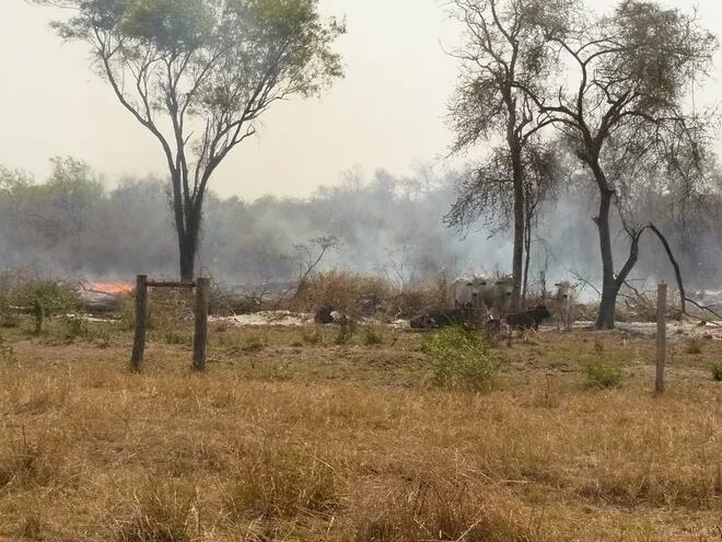 Los incendios forestales afectaron a la actividad ganadera principal economía de esta región chaqueña