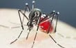 Ejemplar del mosquito Aedes aegypti. (AFP)