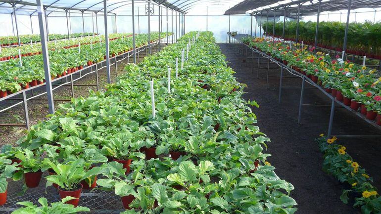 Floricultura en Cabañas - ABC Rural - ABC Color