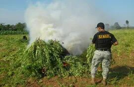 marihuana-entre-cultivos-de-maiz-en-la-colonia-maracana-del-departamento-de-canindeyu--173353000000-1511485.jpg