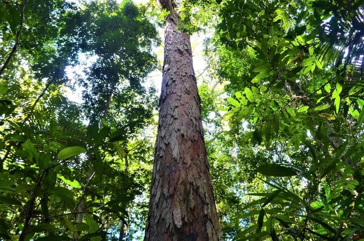 Un árbol de Dinizia excelsa tree, conocido en Brasil como "Angelim vermelho", 
hallado en un bosque del estado de Paru. Mide 88 metros de alto y tiene una circunsferencia de 5,5 metros.