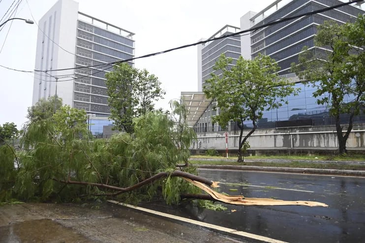 Árbol caido frente a la zona de los nuevos edificios del Gobierno. En total más de 35 árboles murieron ayer solo en Asunción.